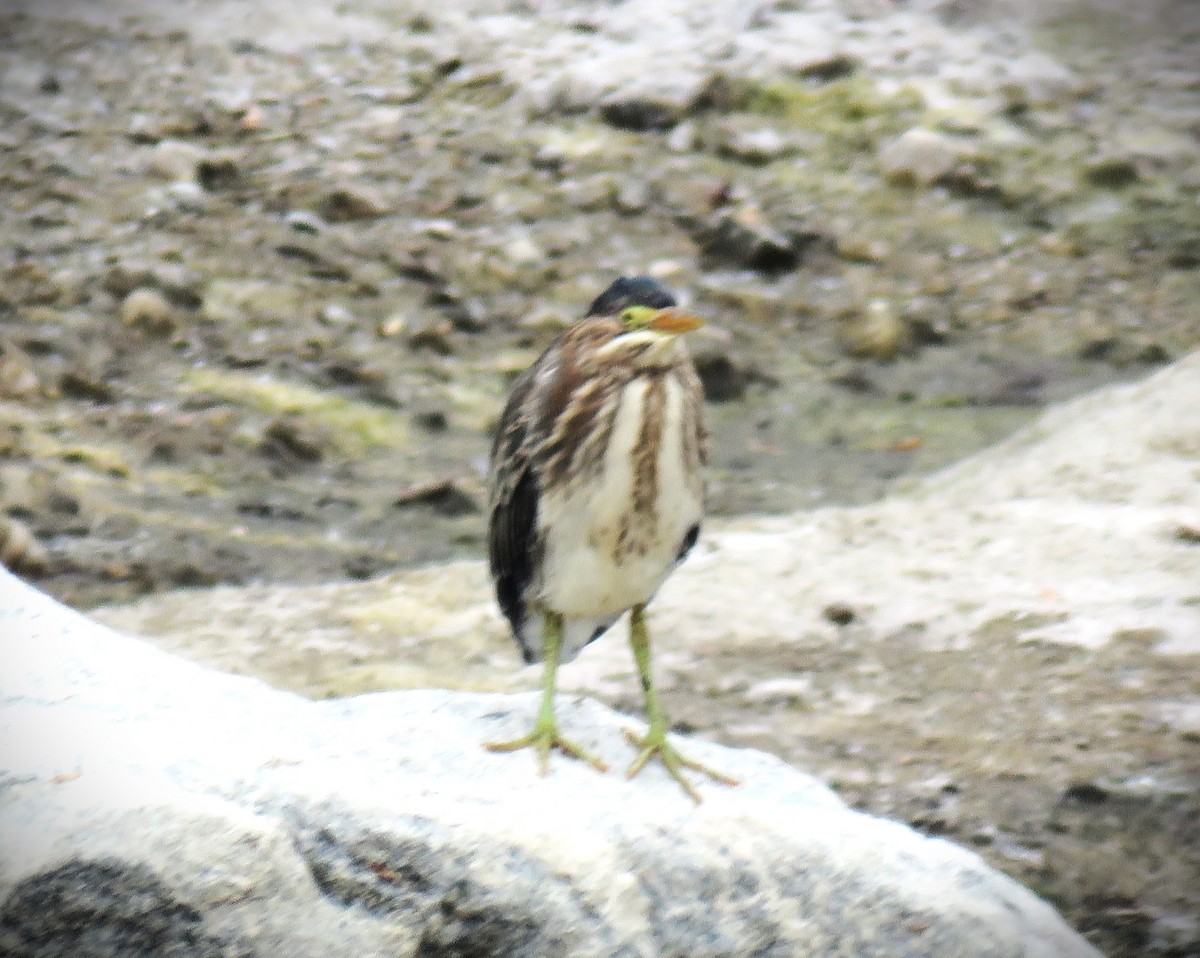 Green Heron - Michael Long