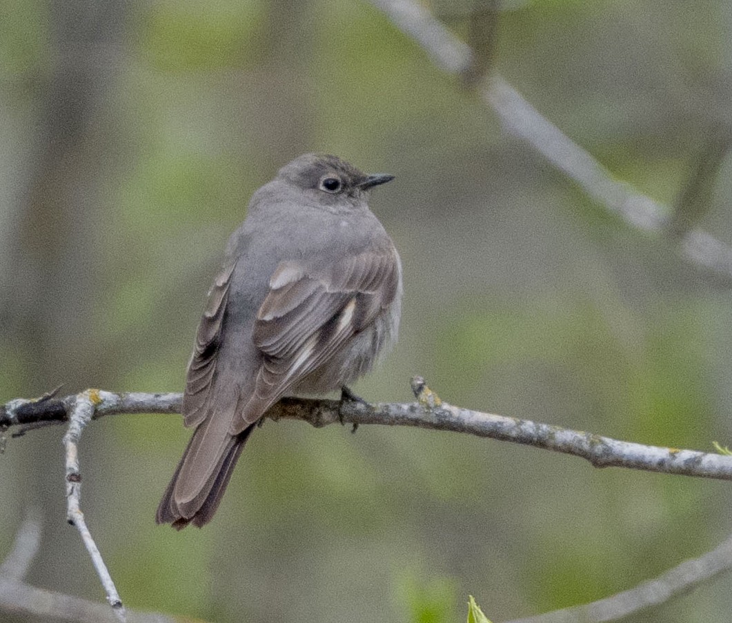 Townsend's Solitaire - Steve Hovey