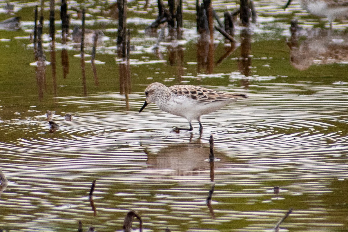 Semipalmated Sandpiper - Dawn S