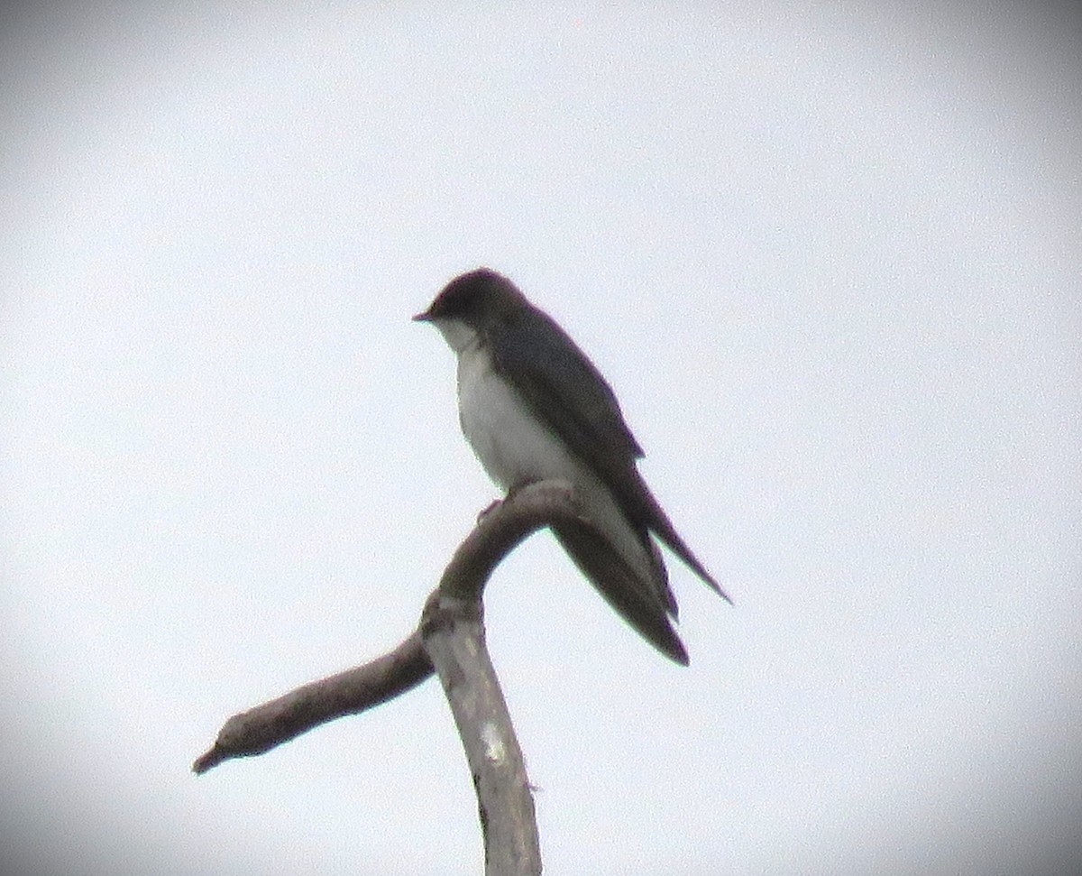 Tree Swallow - ML619361941