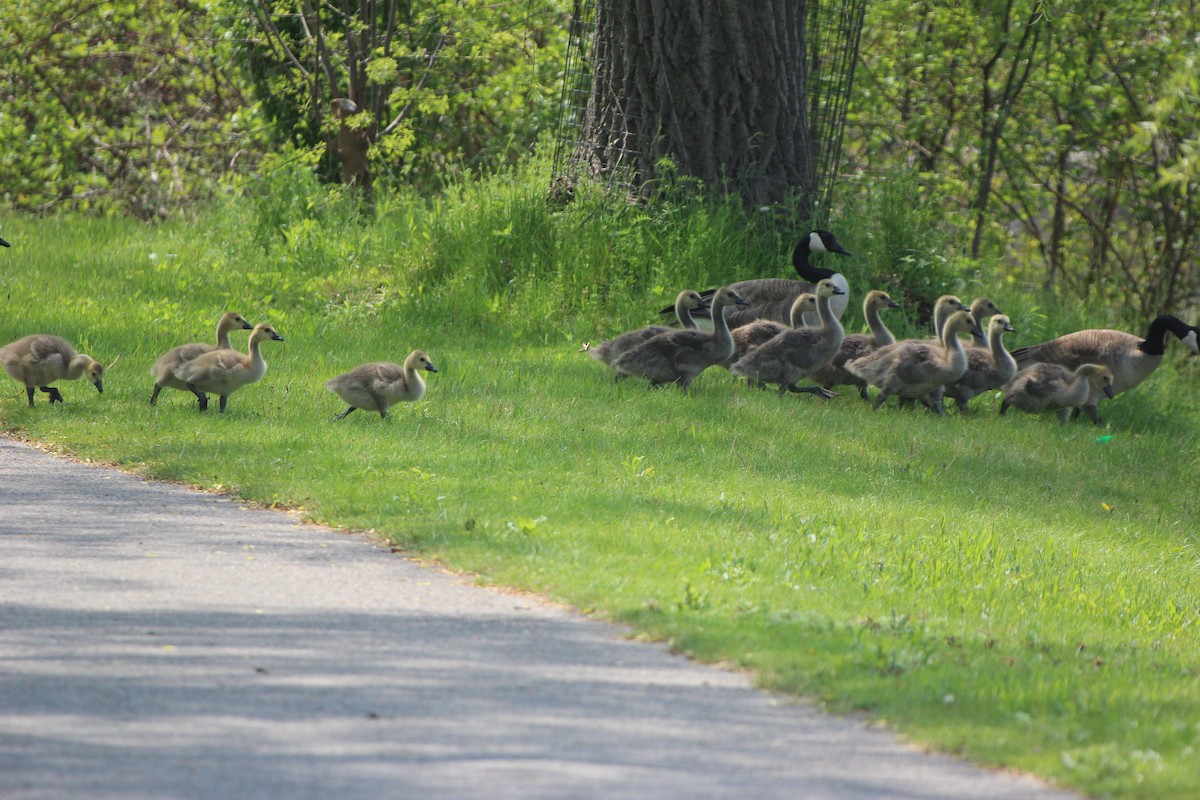 Canada Goose - ML619361942