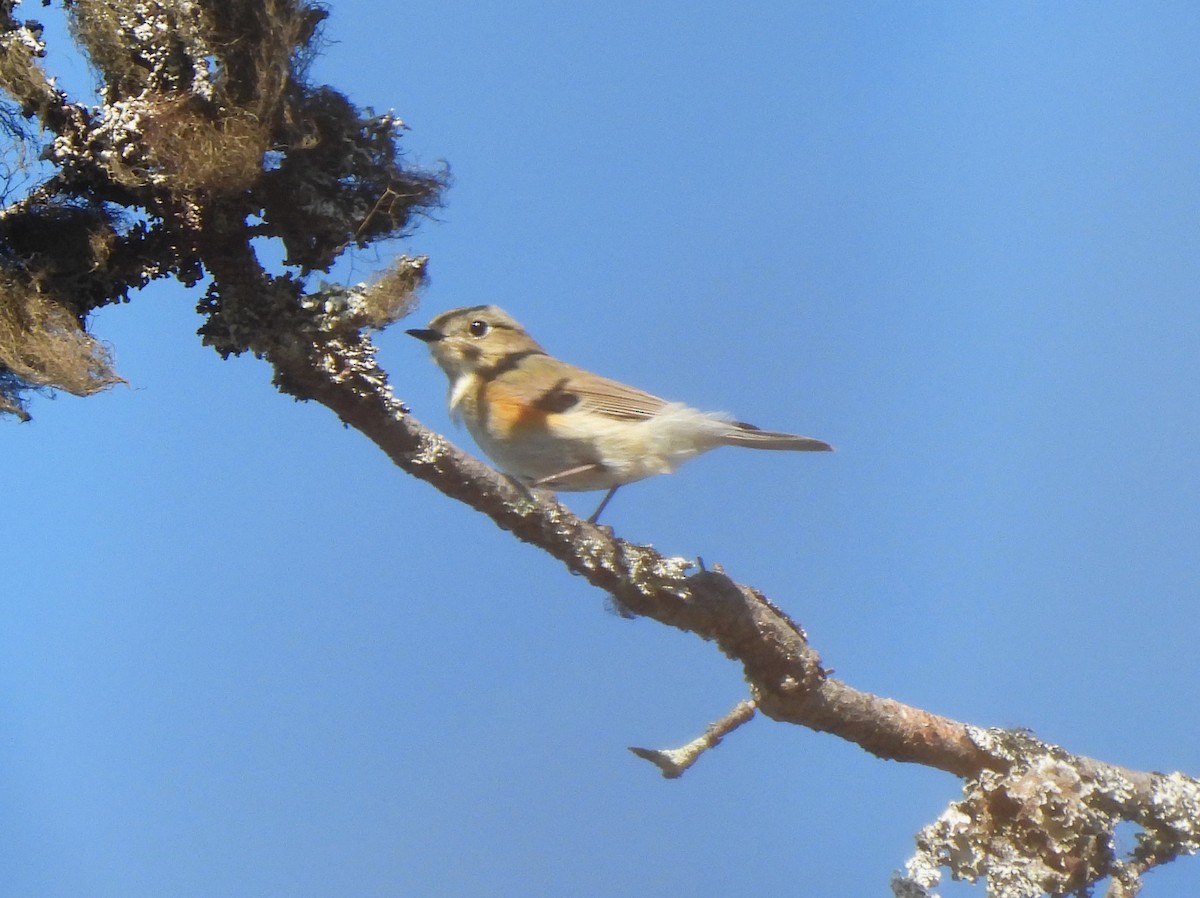 Red-flanked Bluetail - Adrián Colino Barea
