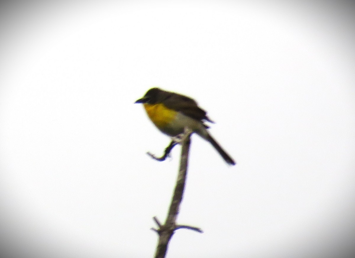 Yellow-breasted Chat - ML619361952