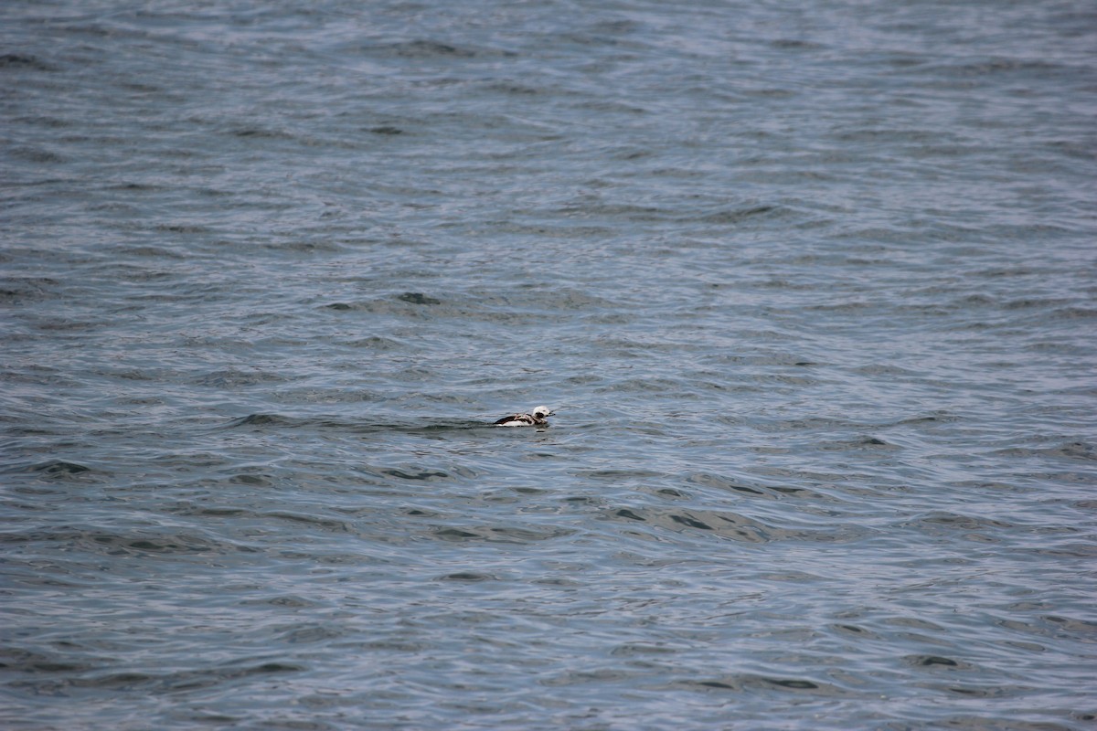 Long-tailed Duck - ML619361956