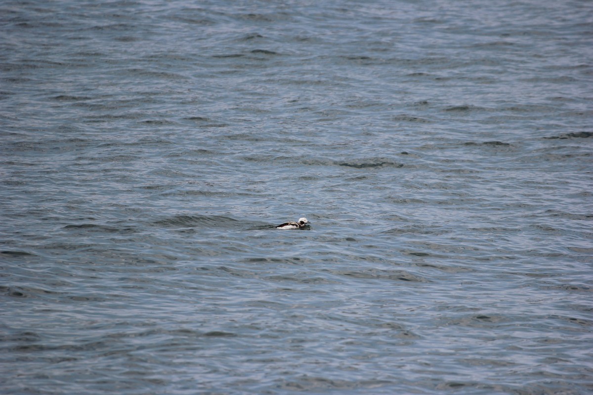 Long-tailed Duck - ML619361957