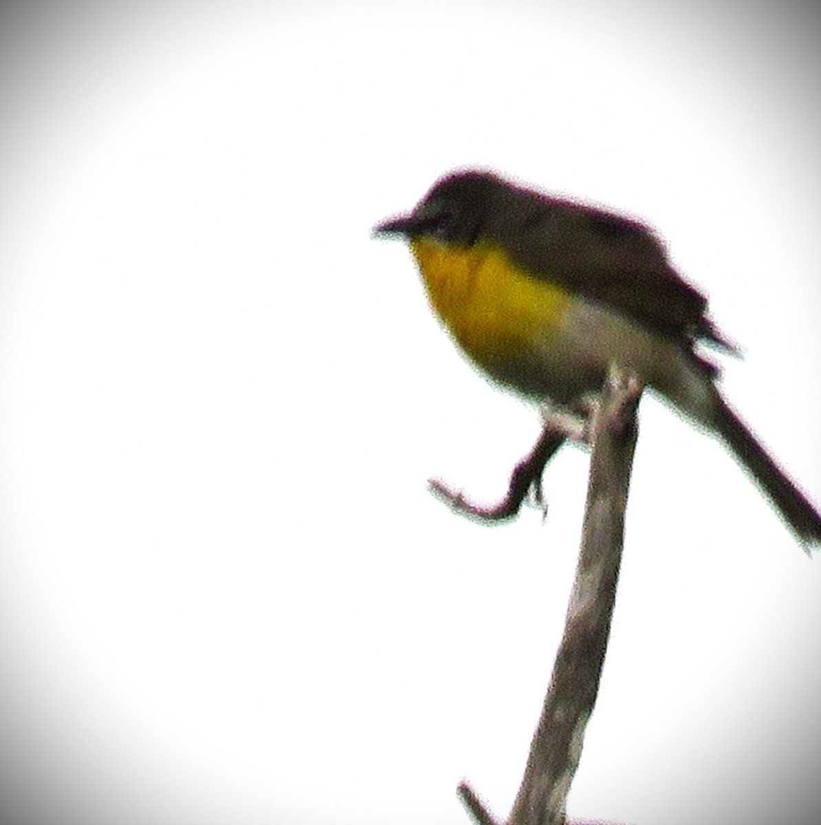 Yellow-breasted Chat - ML619361958