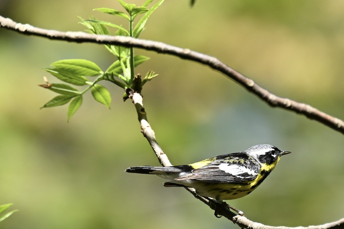 Magnolia Warbler - france dallaire