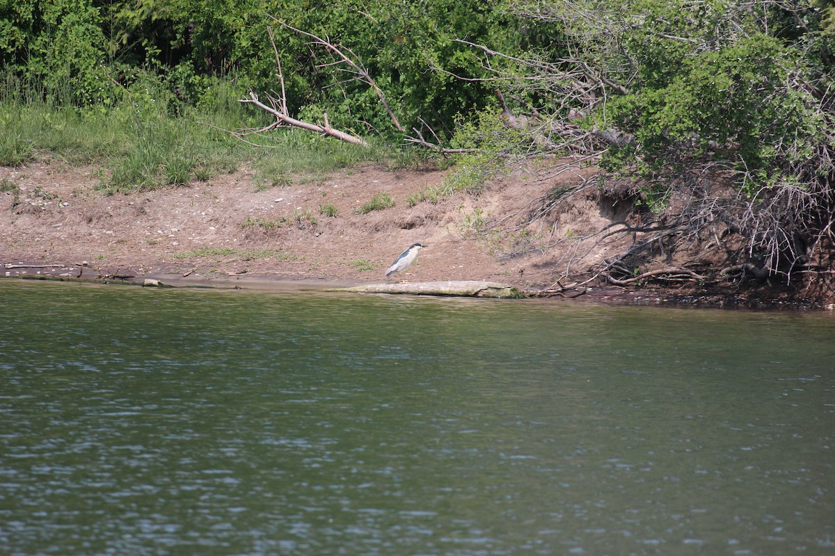 Black-crowned Night Heron - Xingyu Chen