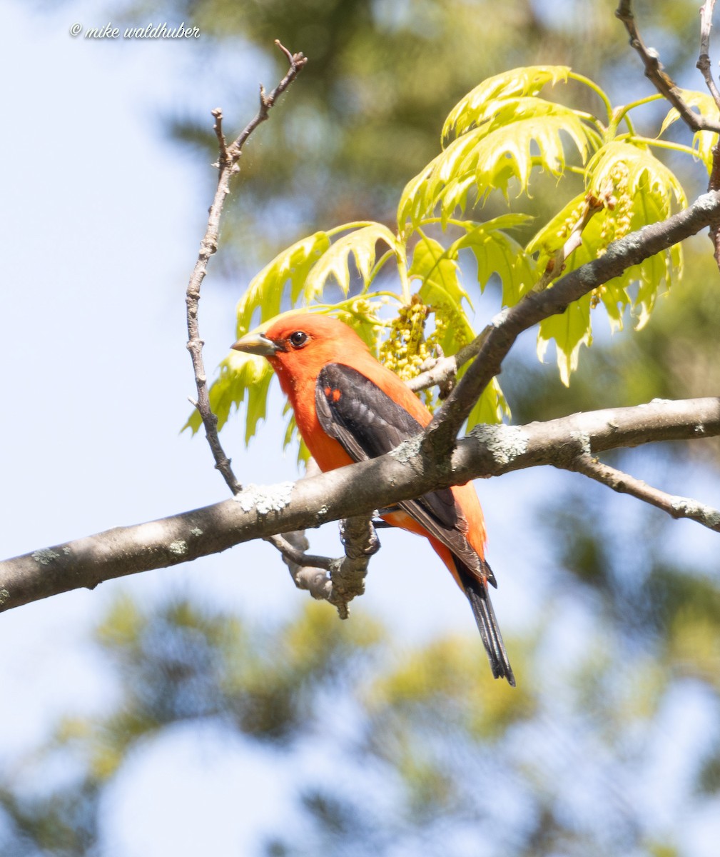 Scarlet Tanager - Mike Waldhuber