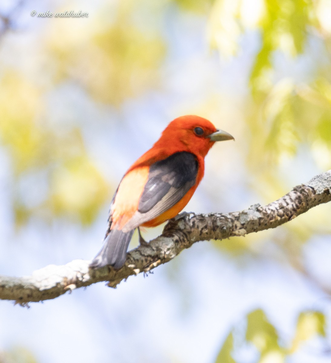 Scarlet Tanager - Mike Waldhuber