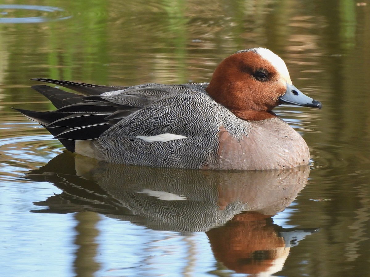 Eurasian Wigeon - Adrián Colino Barea