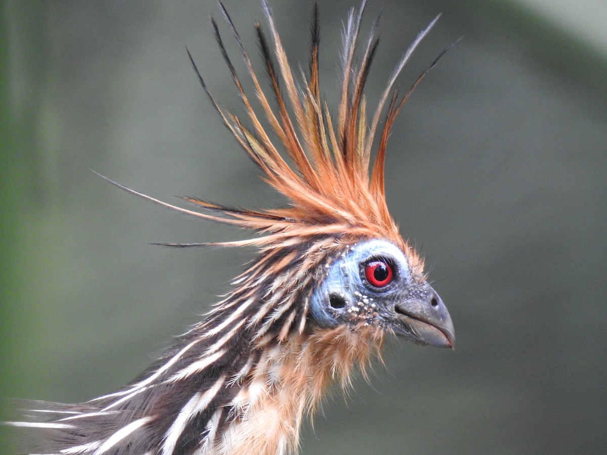 Hoatzin - Justin Harris