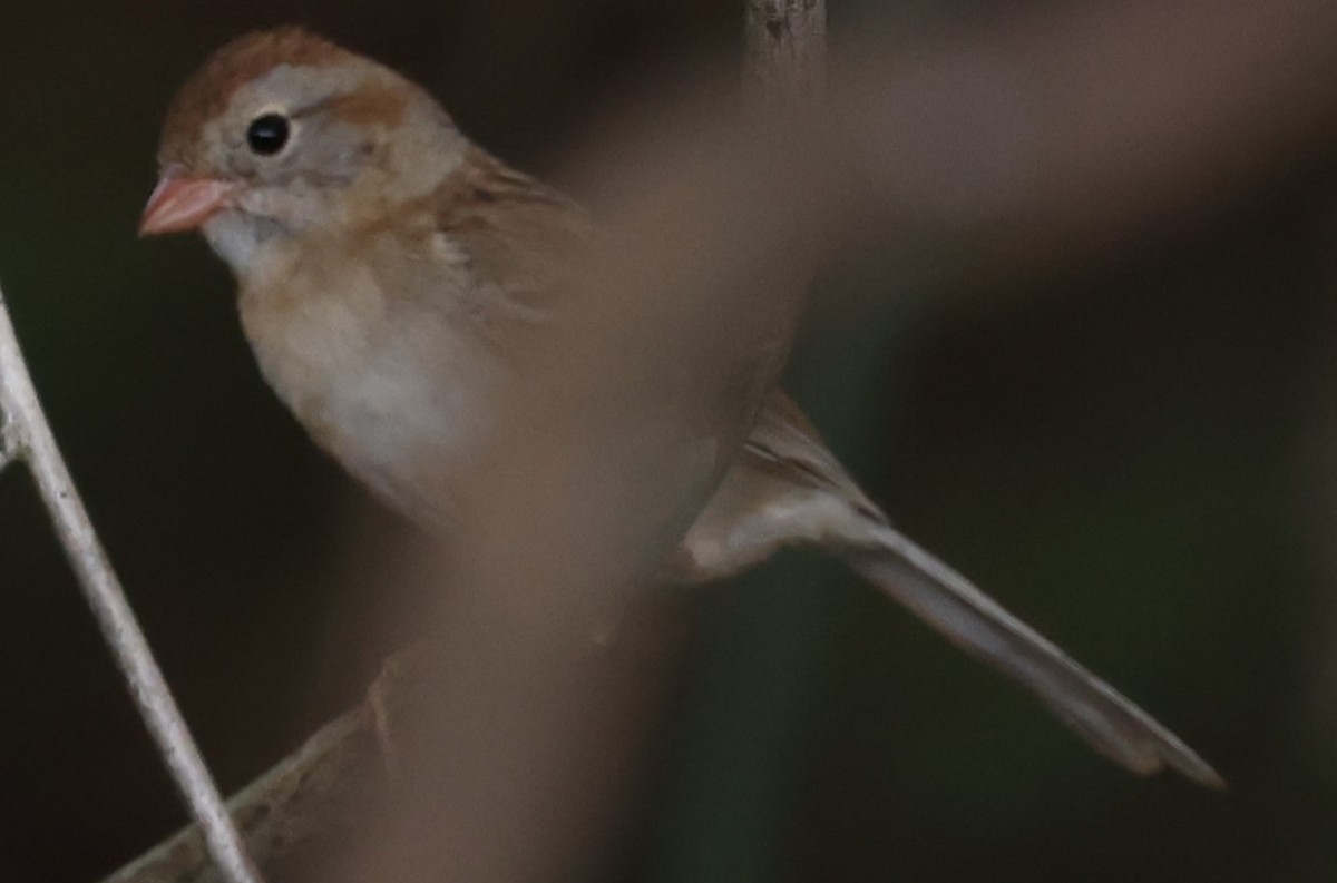 Field Sparrow - Connie yarbrough