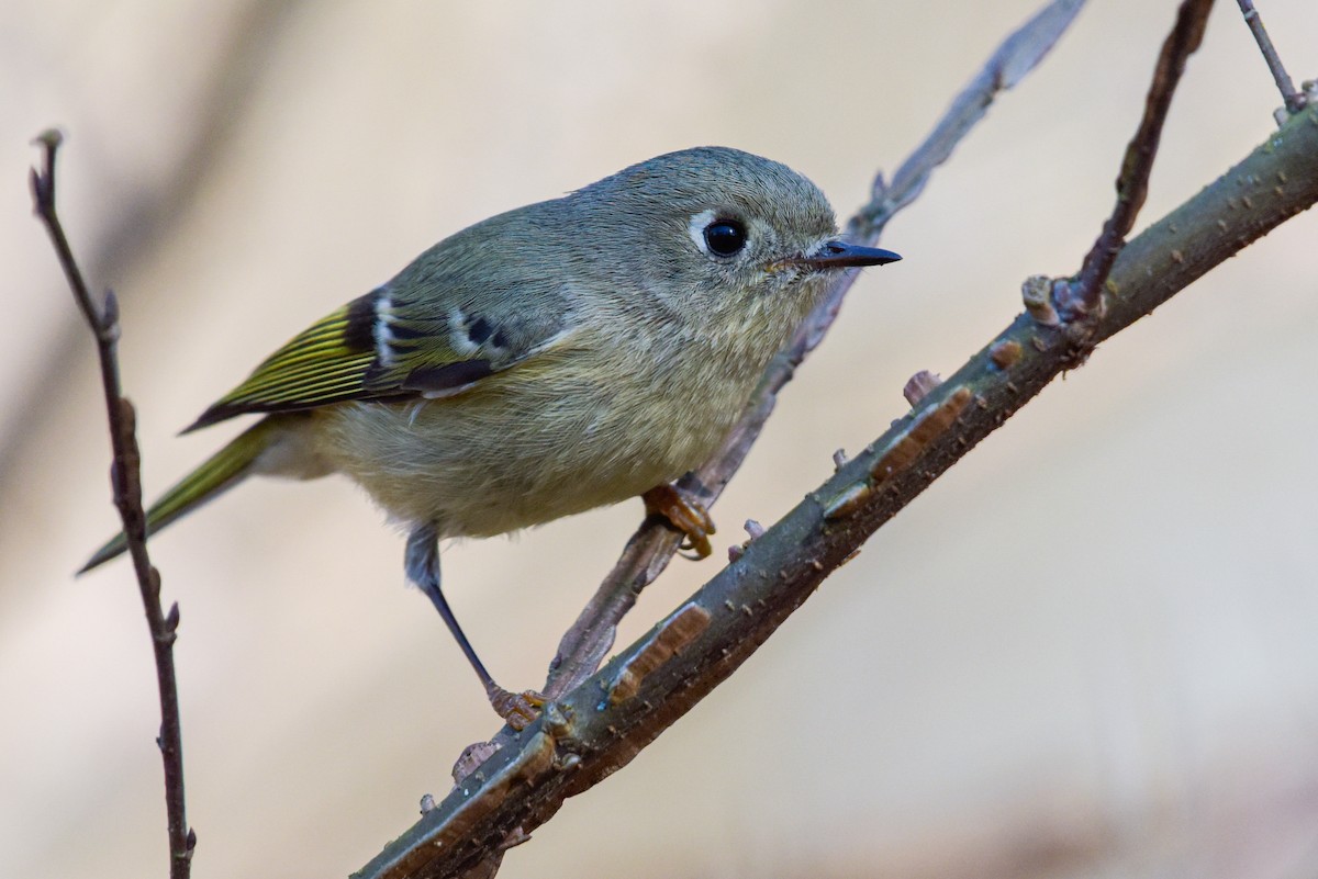 Ruby-crowned Kinglet - Patrick Maurice