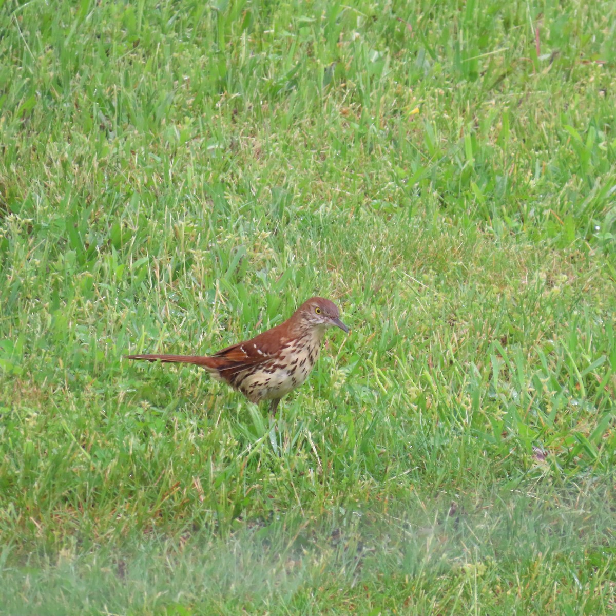 Brown Thrasher - Richard Fleming