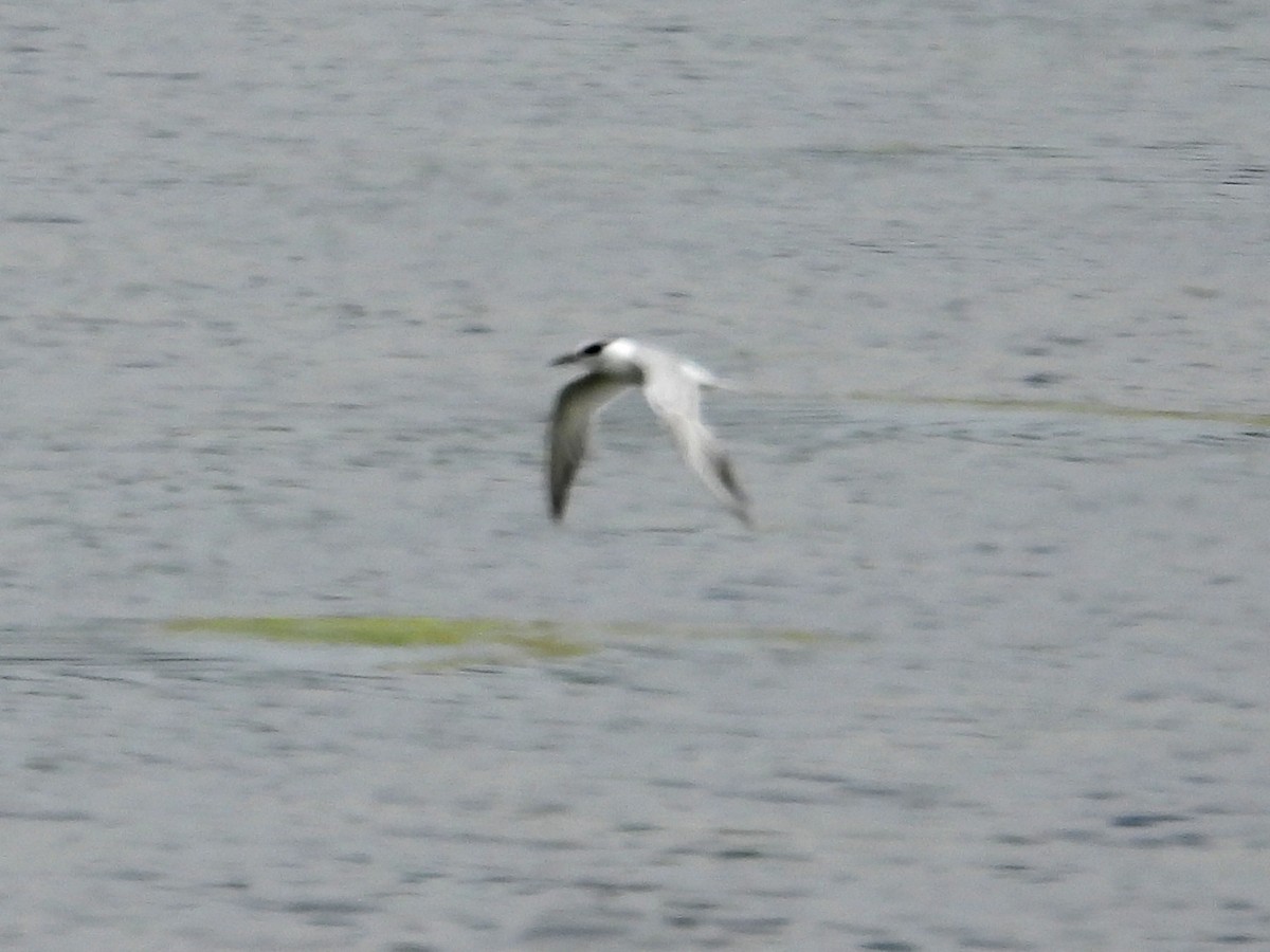 Forster's Tern - ML619362022