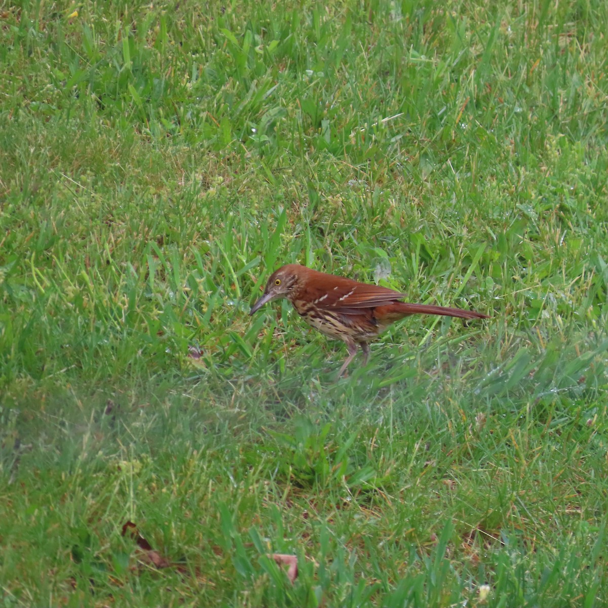 Brown Thrasher - Richard Fleming