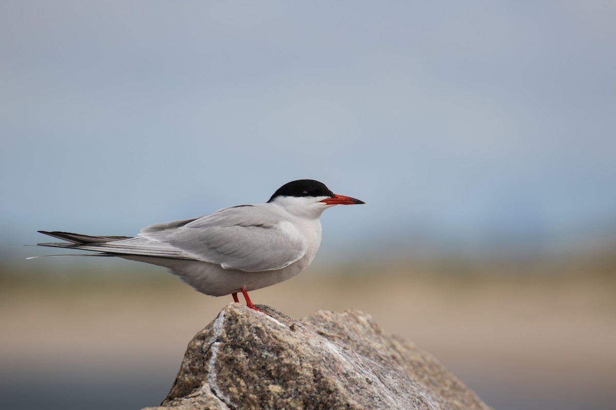 Common Tern - Marc Brawer