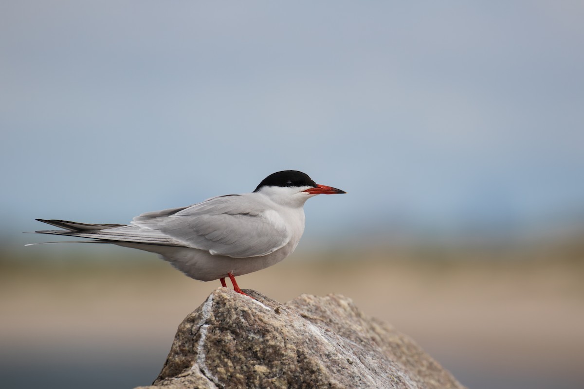 Common Tern - ML619362048