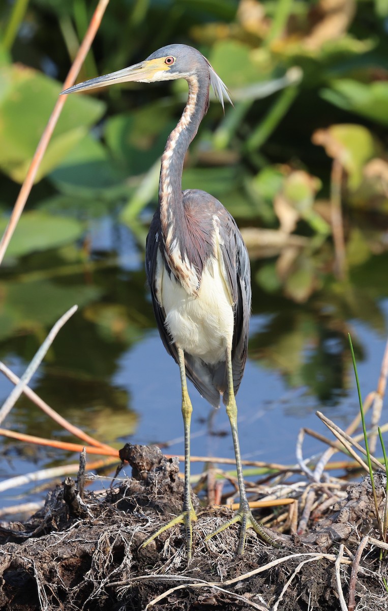 Tricolored Heron - ML619362052