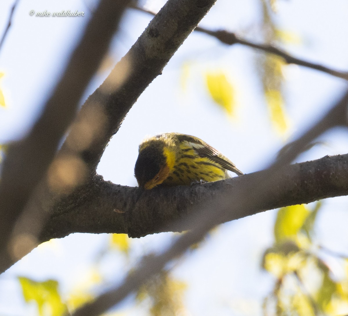 Cape May Warbler - Mike Waldhuber