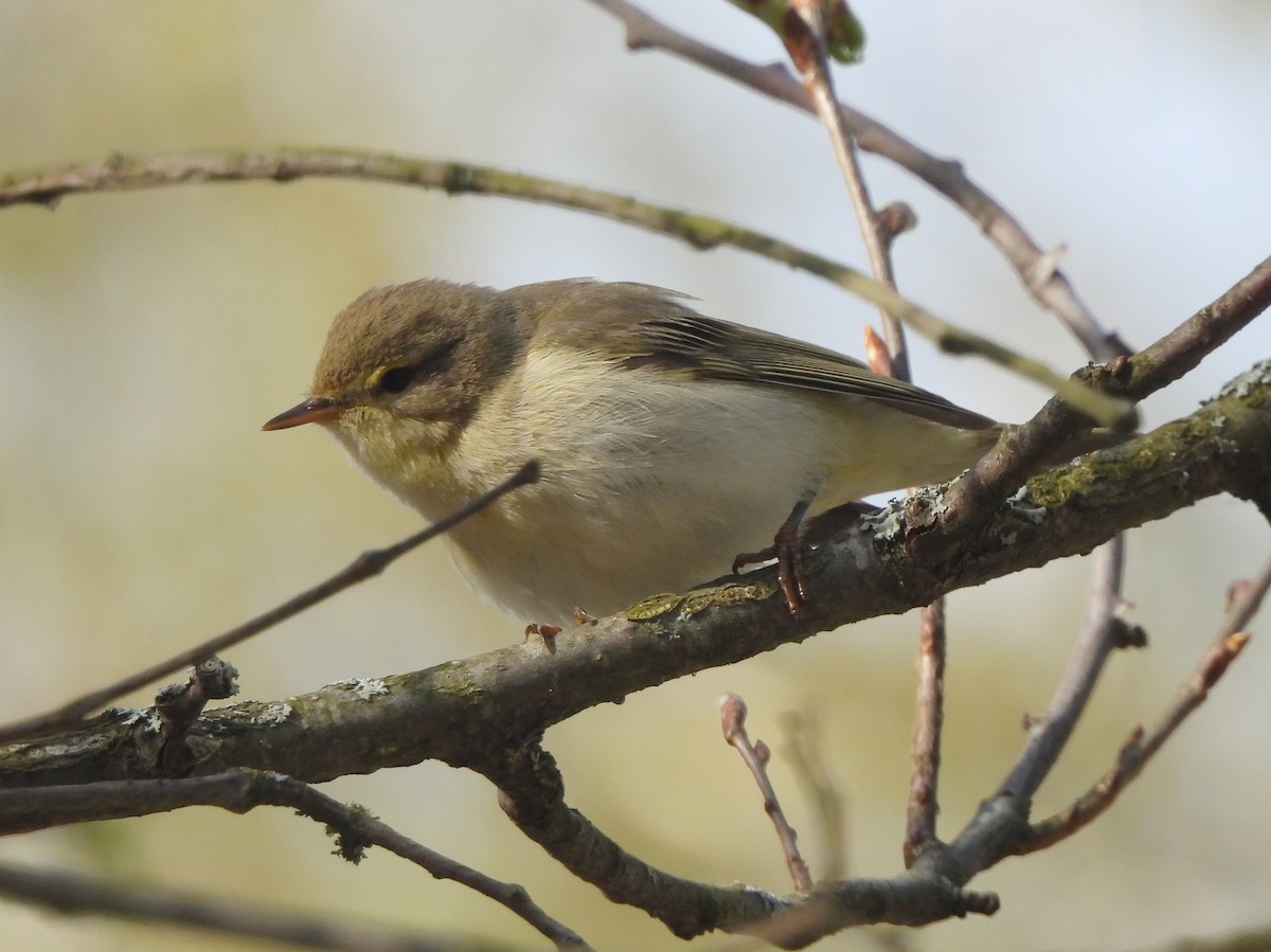 Willow Warbler - Adrián Colino Barea