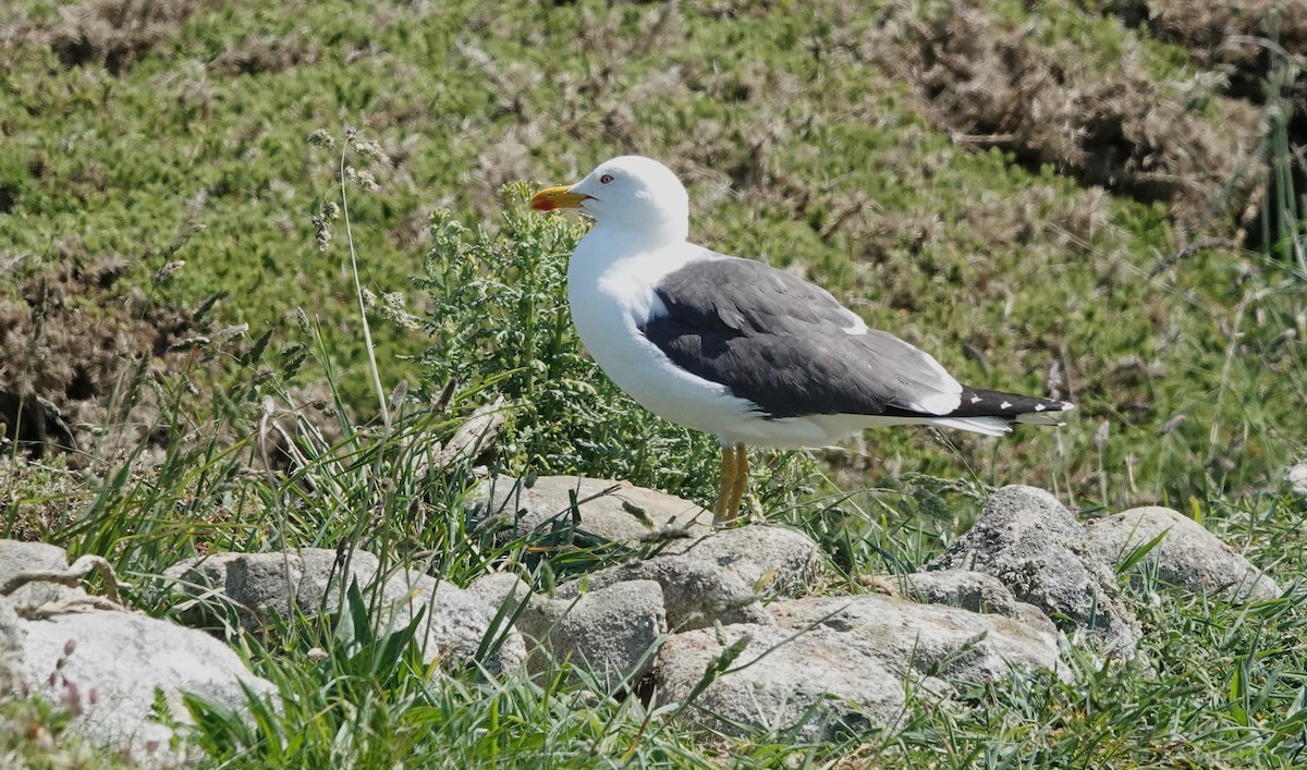 Lesser Black-backed Gull - Christian Doerig