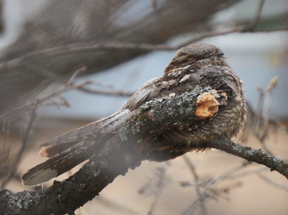 Eurasian Nightjar - Adrián Colino Barea