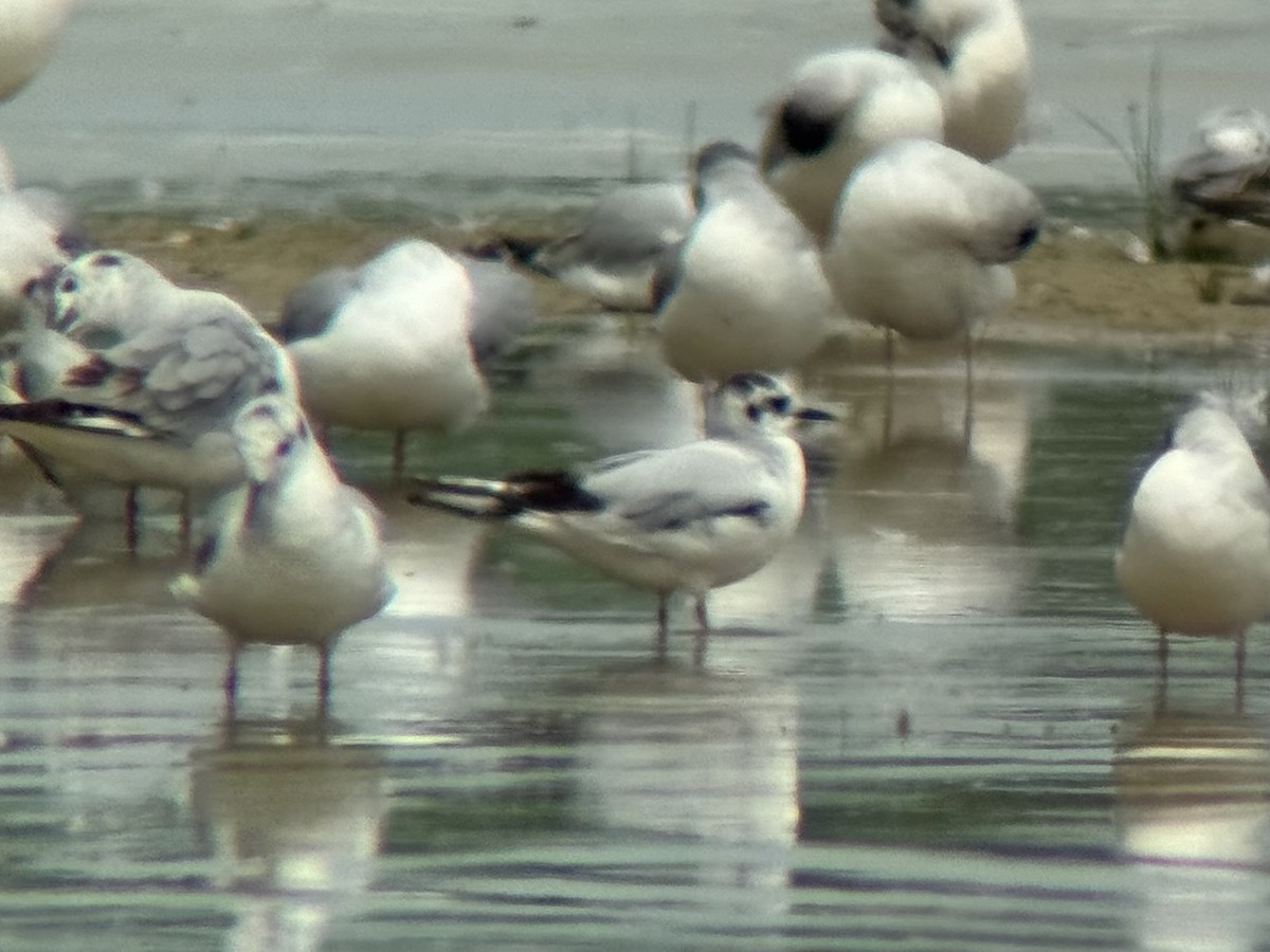 Little Gull - Alex Lamoreaux