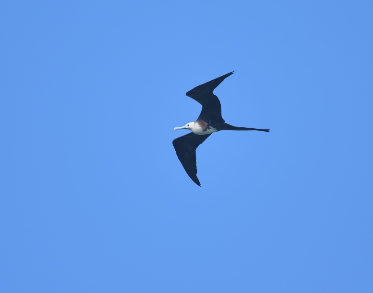 Magnificent Frigatebird - ML619362078