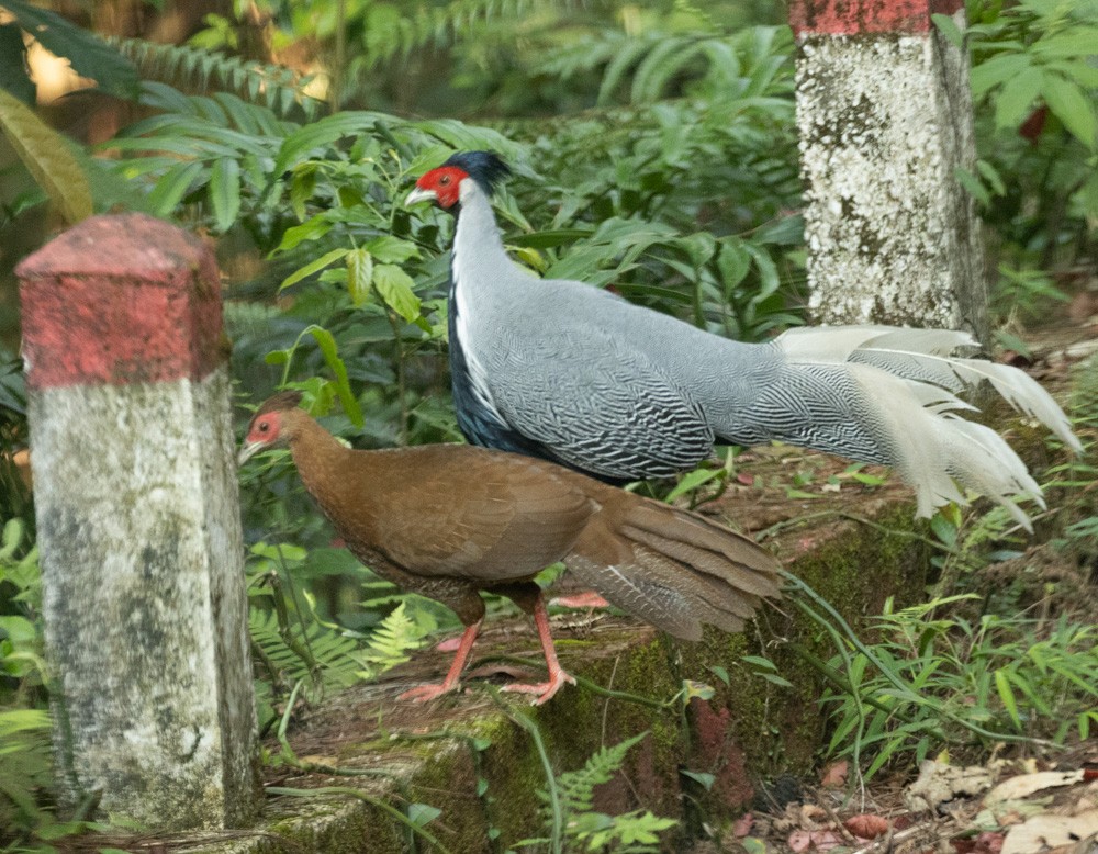 Silver Pheasant - ML619362079