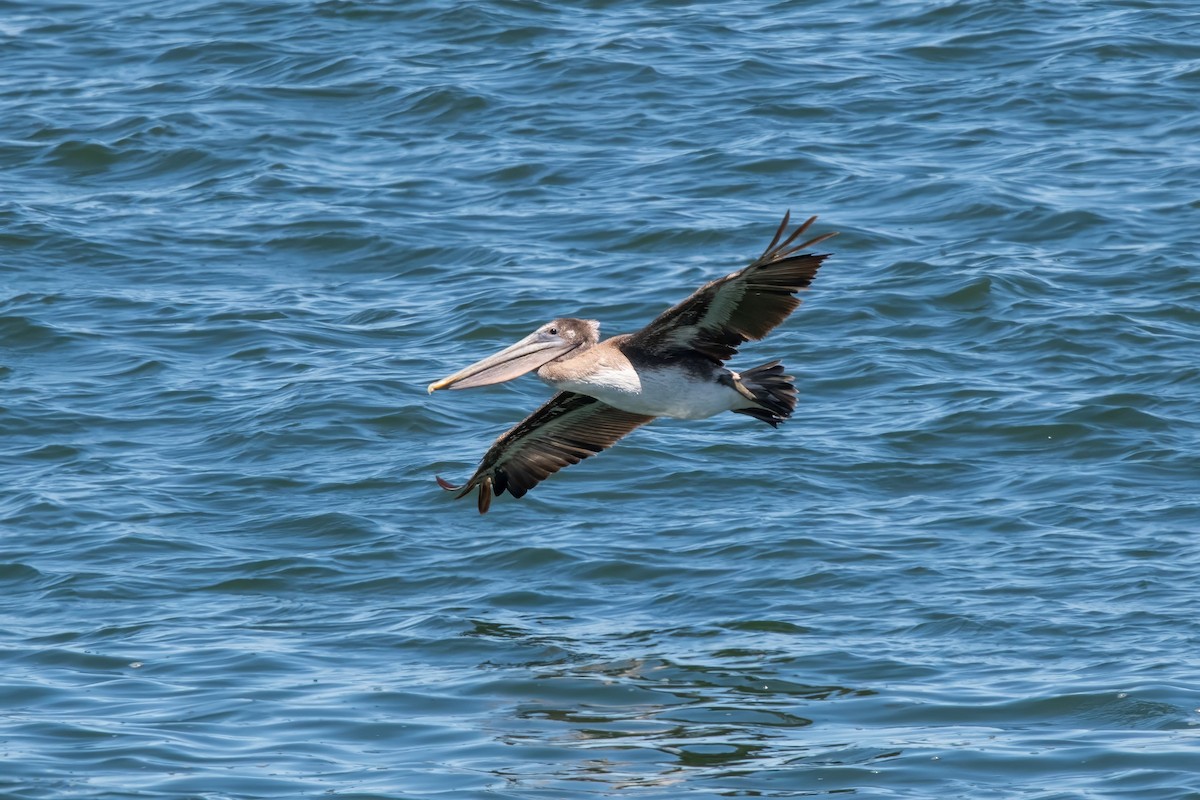 Brown Pelican - Dominic More O’Ferrall