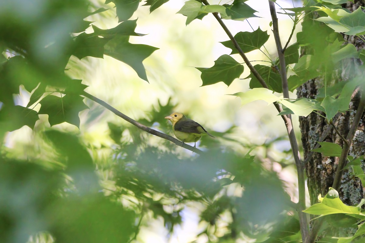 Scarlet Tanager - Melissa Ludwig