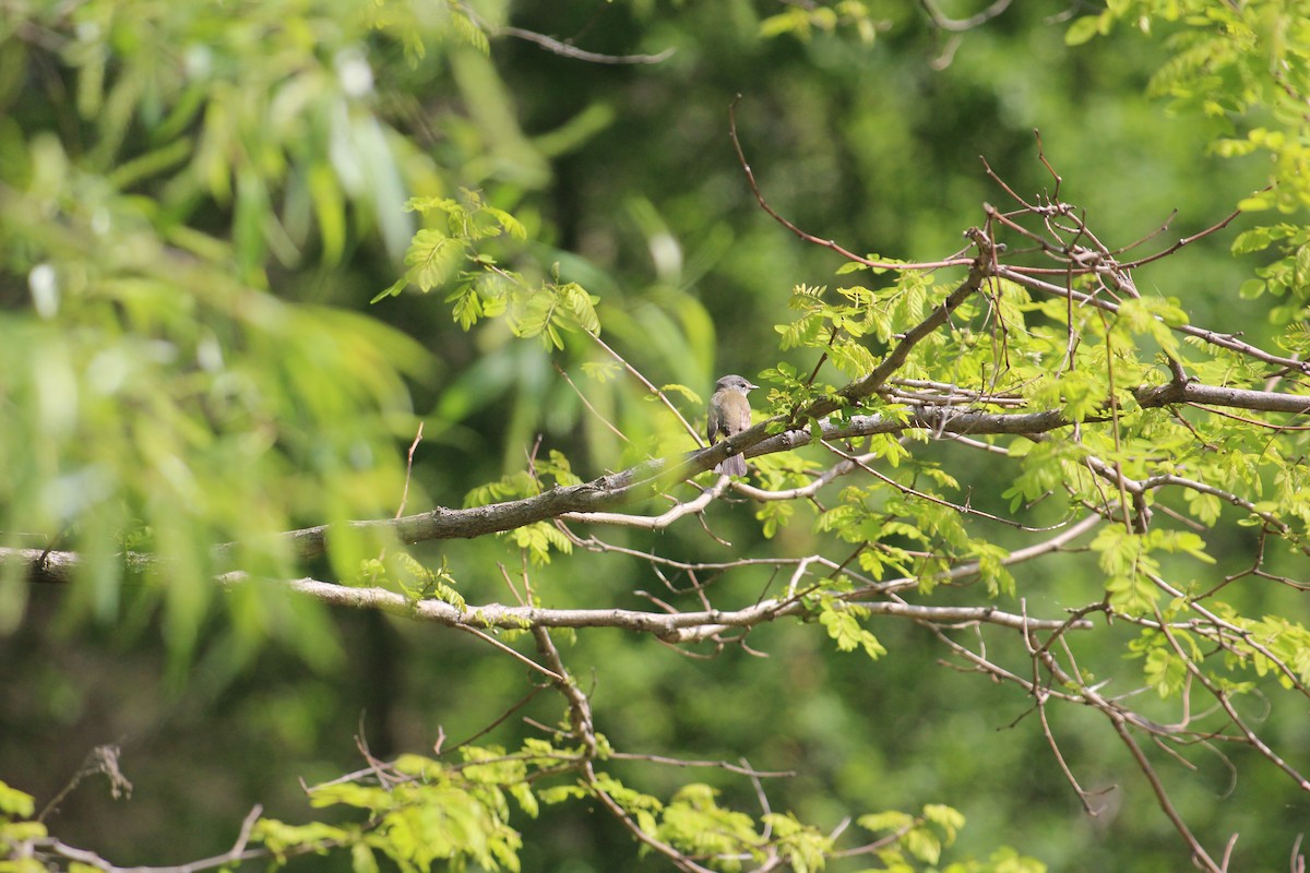 Least Flycatcher - ML619362129