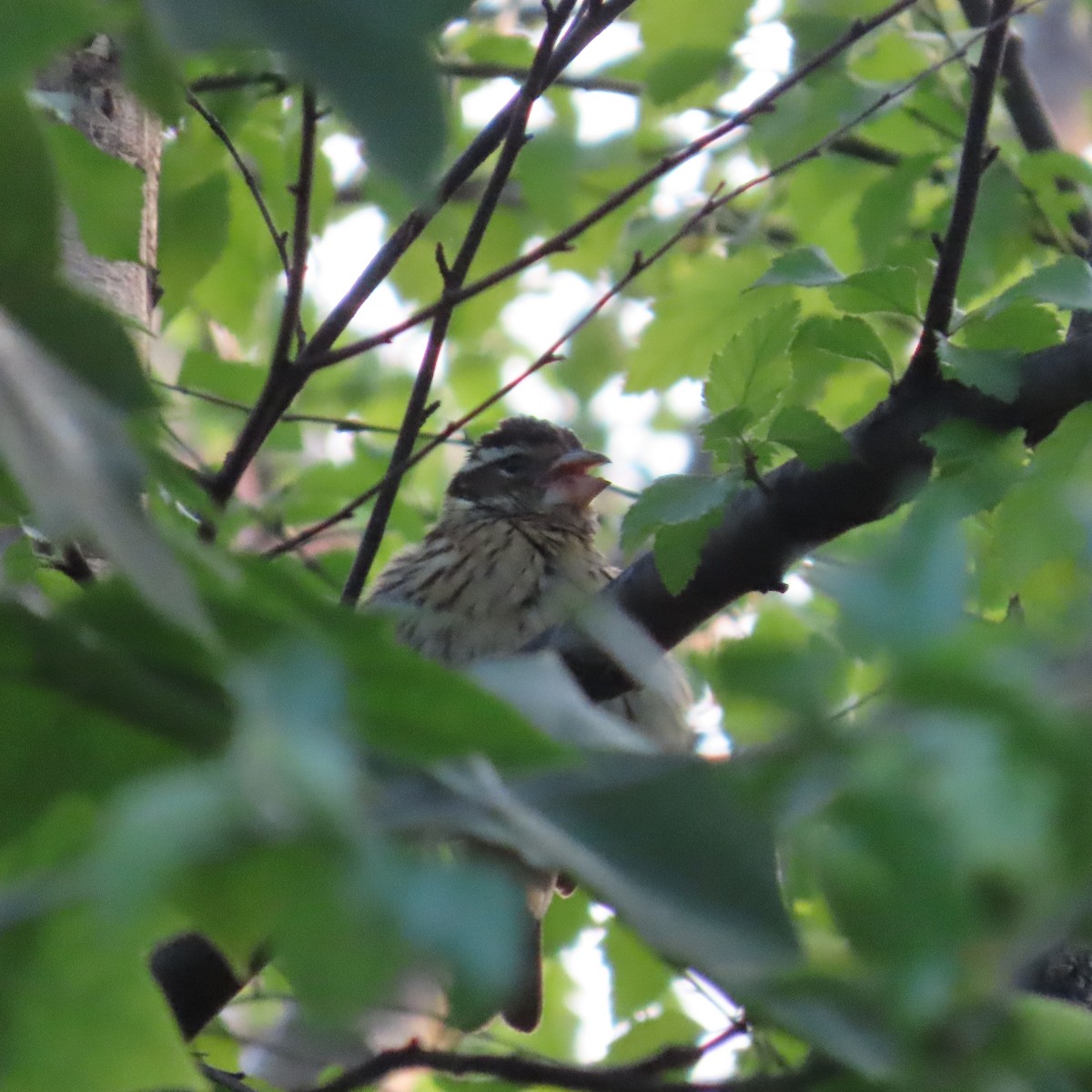 Rose-breasted Grosbeak - ML619362130