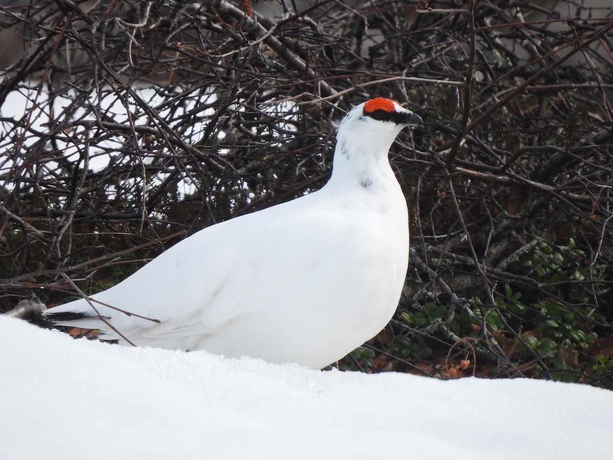 Rock Ptarmigan - Adrián Colino Barea