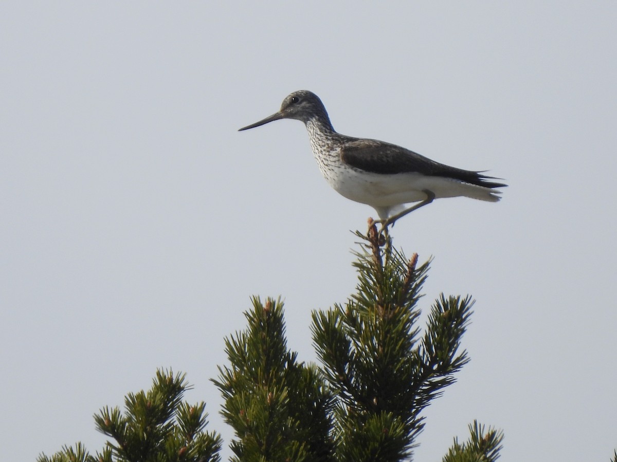 Common Greenshank - Adrián Colino Barea