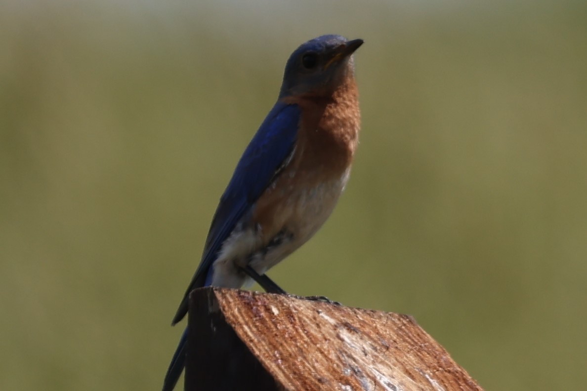 Eastern Bluebird - Duane Yarbrough