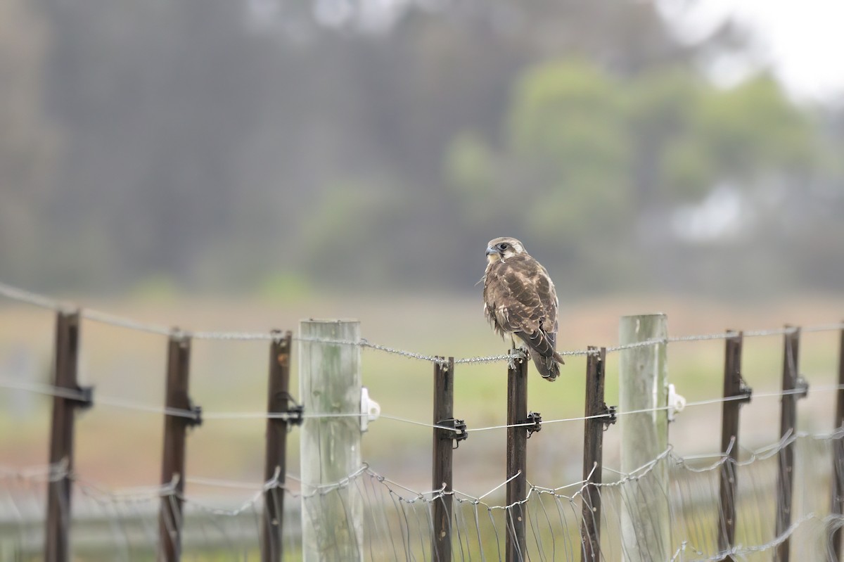 Brown Falcon - Ken Crawley