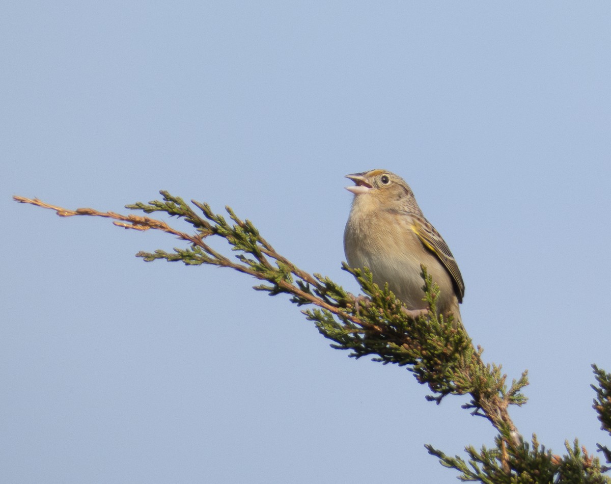 Grasshopper Sparrow - ML619362154