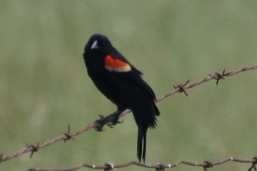 Red-winged Blackbird - Duane Yarbrough