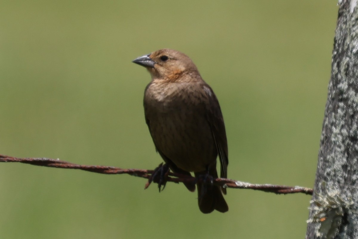 Brown-headed Cowbird - Duane Yarbrough