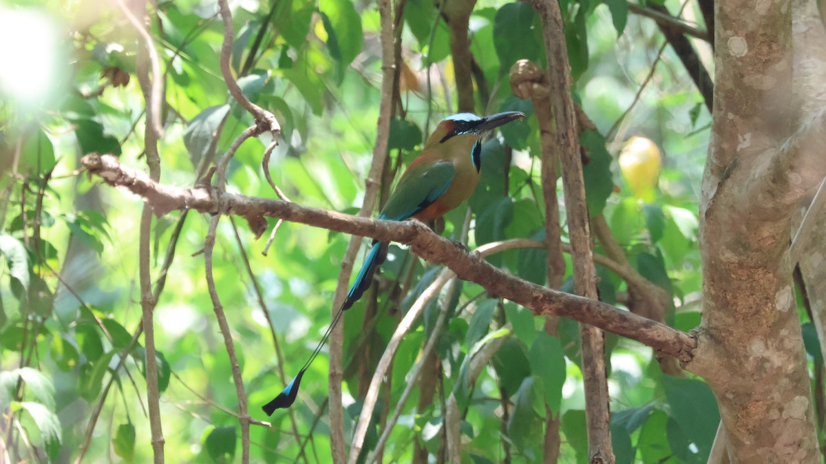 Turquoise-browed Motmot - ML619362194