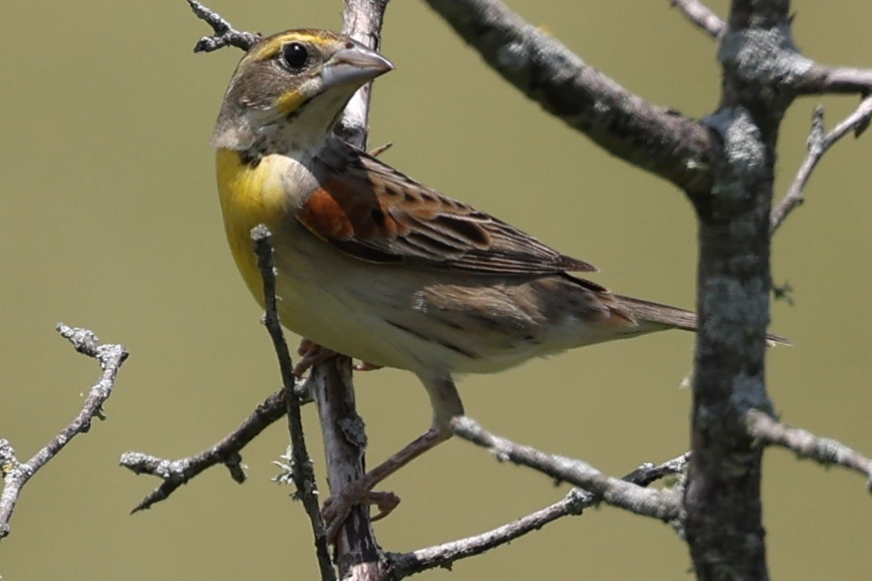 Dickcissel - Duane Yarbrough