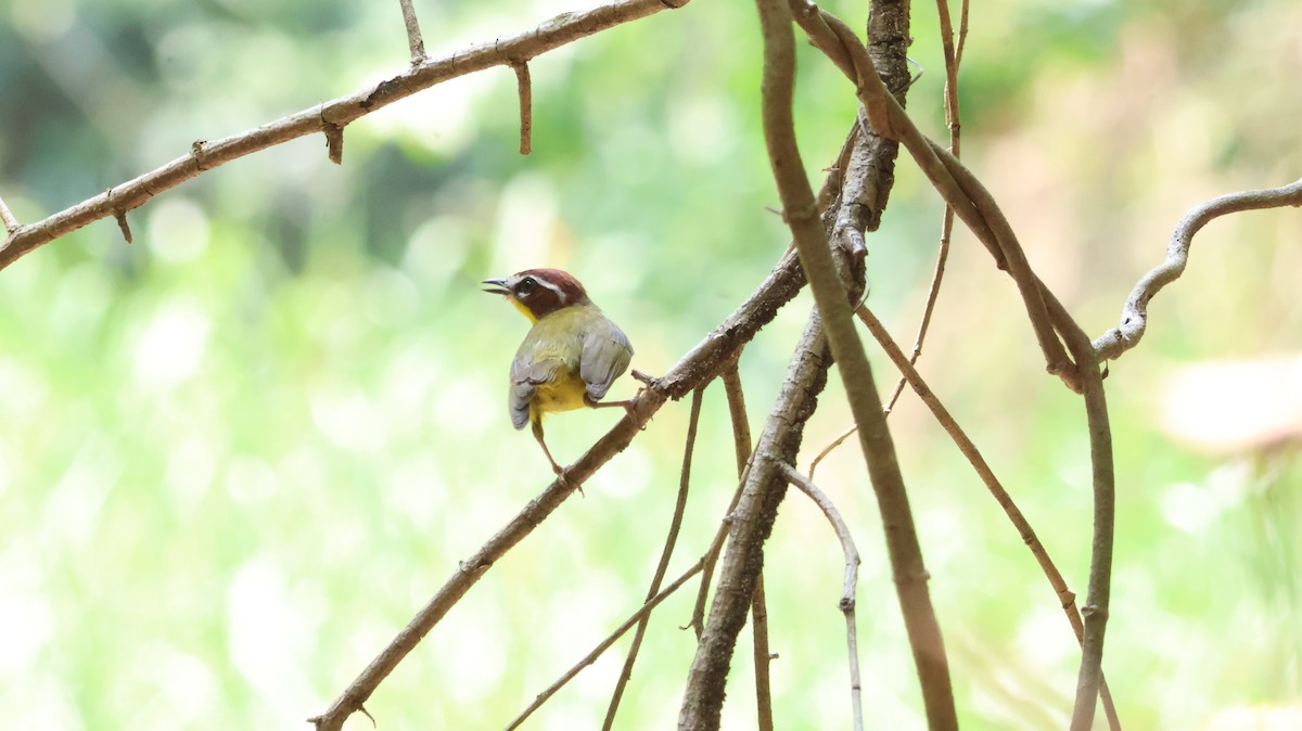 Chestnut-capped Warbler - Javier  Estrada