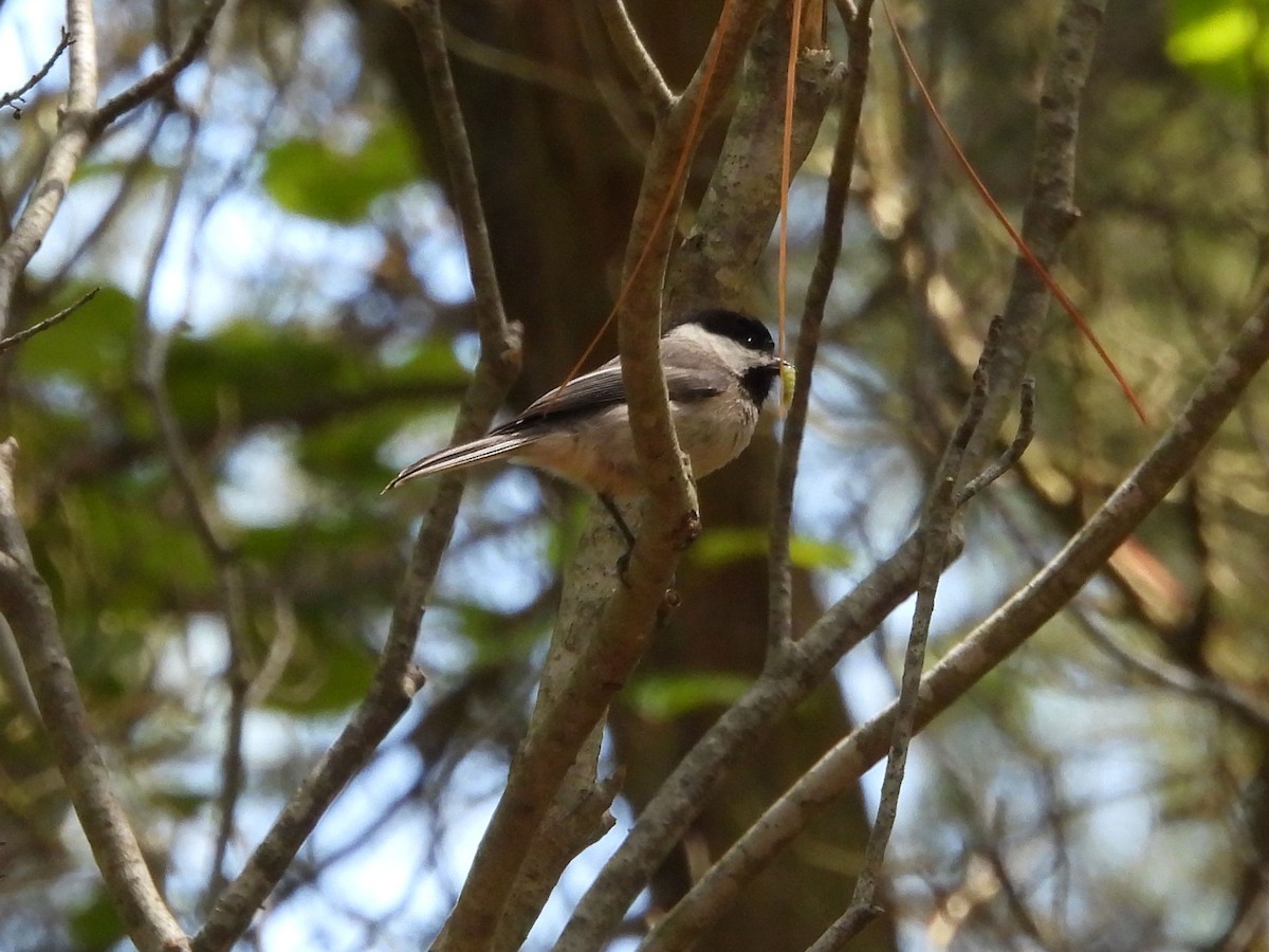 Carolina Chickadee - Pat Whittle