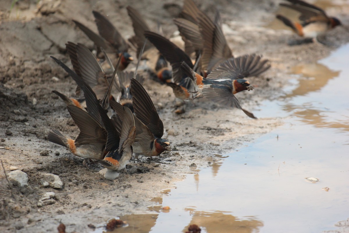 Cliff Swallow - ML619362214