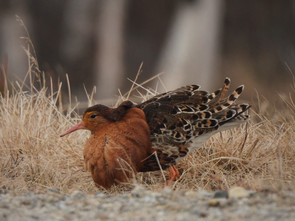 Ruff - Adrián Colino Barea
