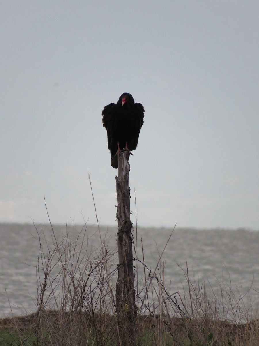 Turkey Vulture - ML619362217