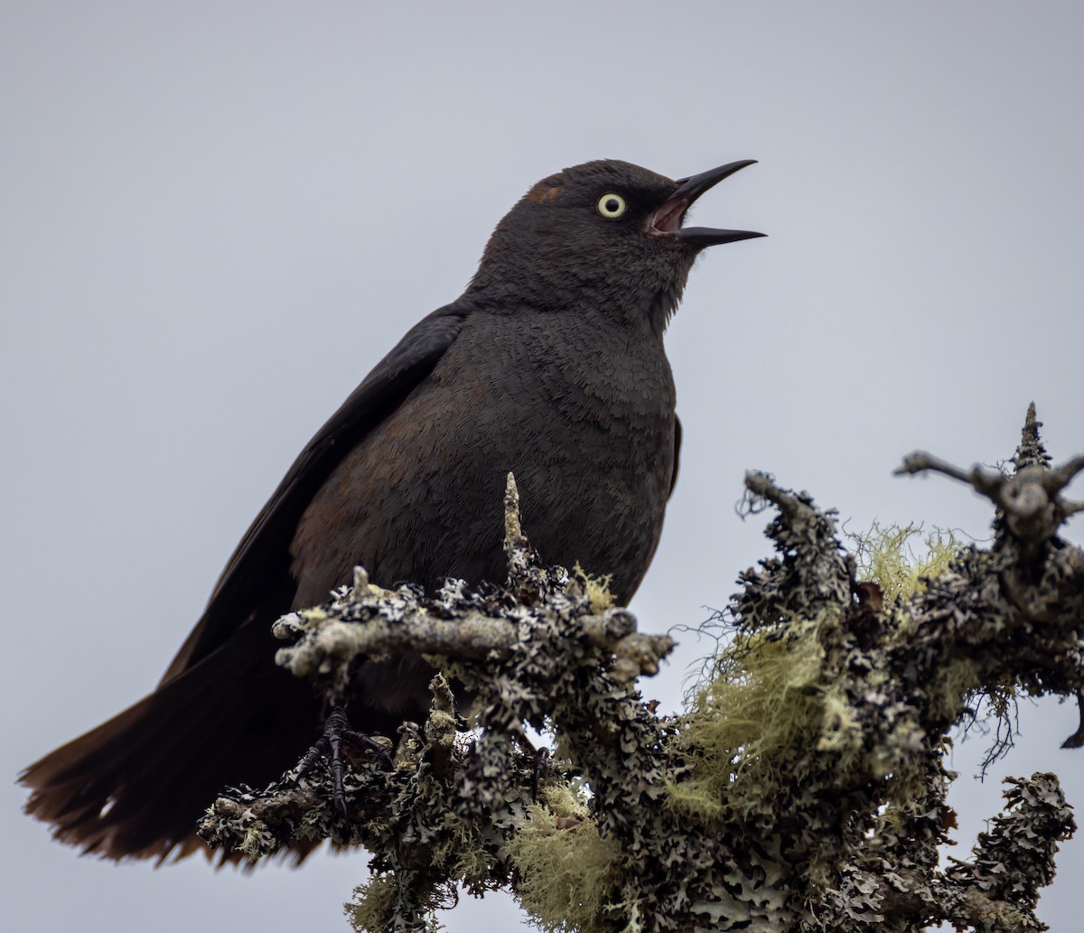 Rusty Blackbird - John Alexander